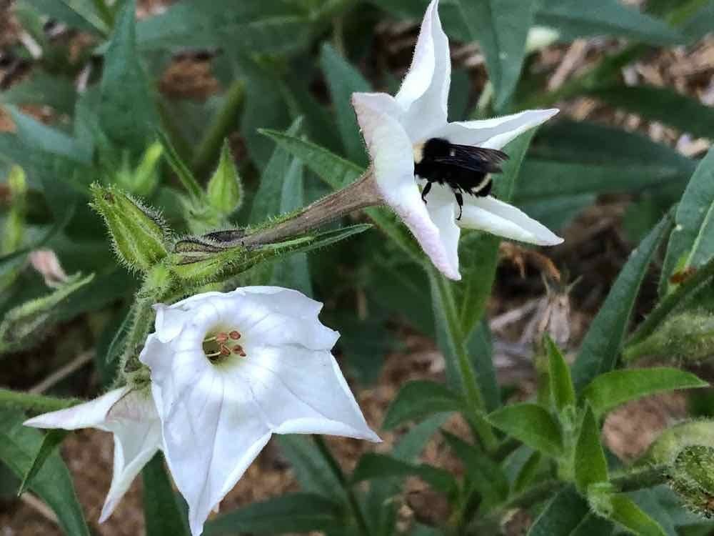 A bee inside a white flower in a green leafy setting.