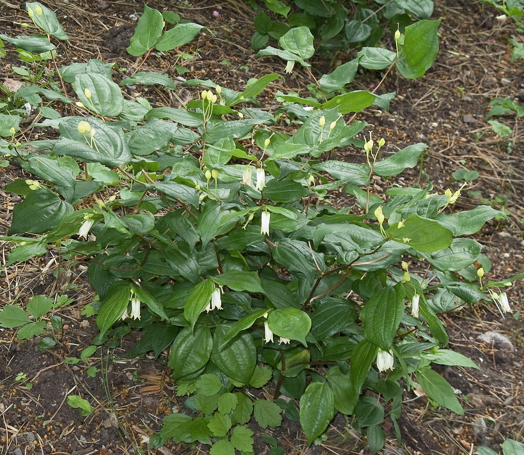 A lush green plant with white bell-shaped flowers growing in a garden.