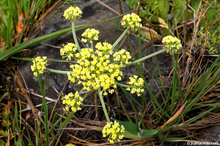 May contain: apiaceae, flower, and plant