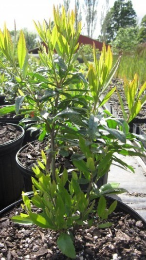 May contain: plant, potted plant, jar, planter, pottery, vase, herbal, herbs, soil, vegetation, leaf, tree, and flower