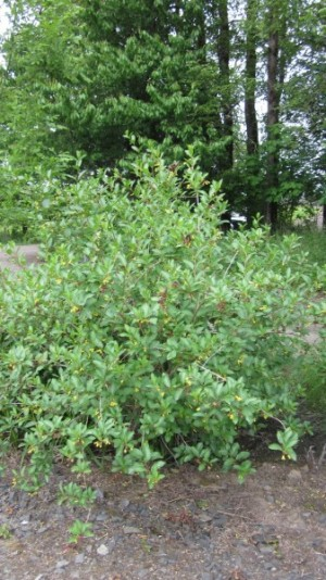 May contain: plant, vegetation, land, nature, outdoors, tree, woodland, and bush