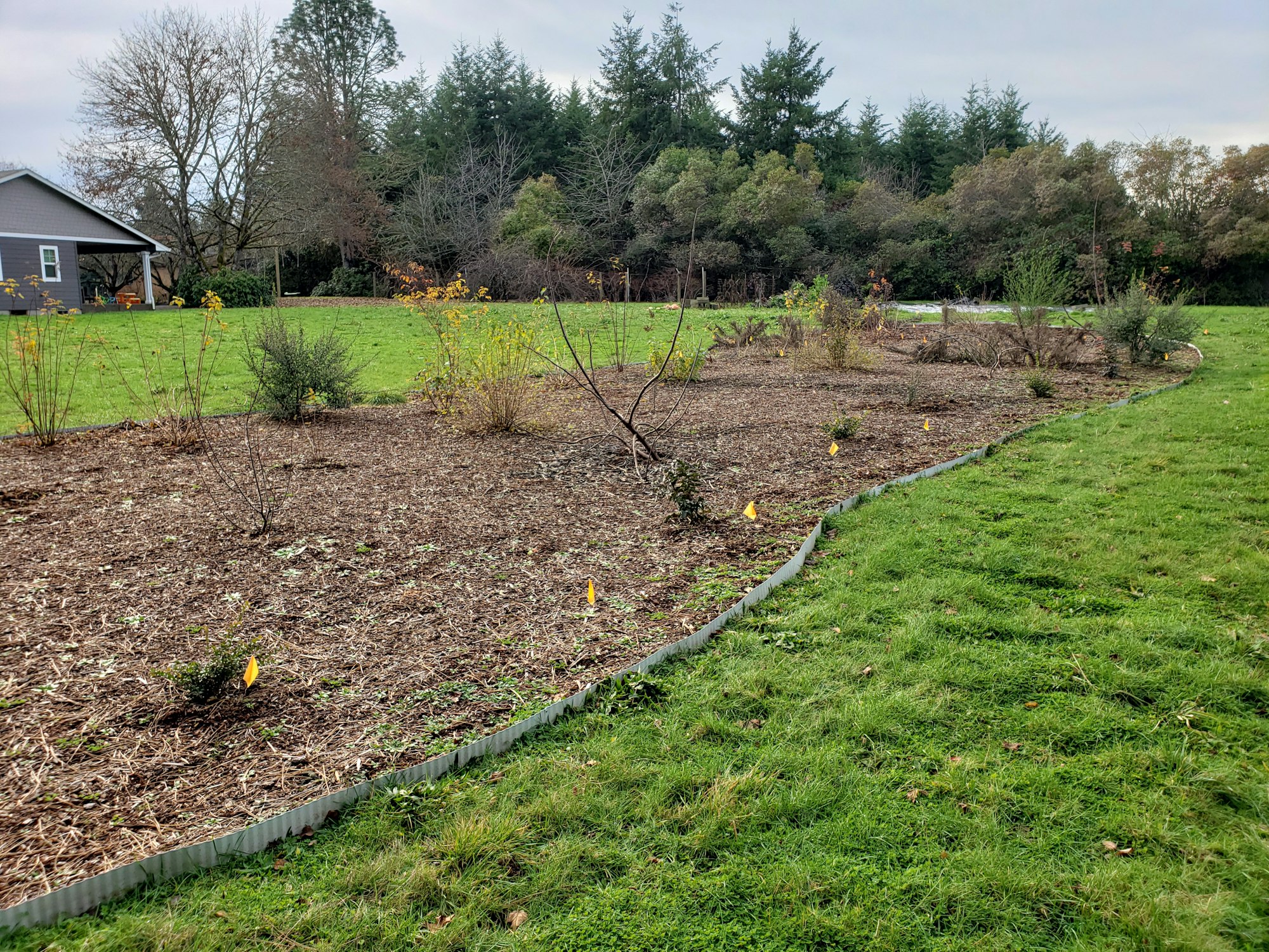 May contain: grass, plant, tree, backyard, nature, outdoors, yard, ground, soil, lawn, and fir