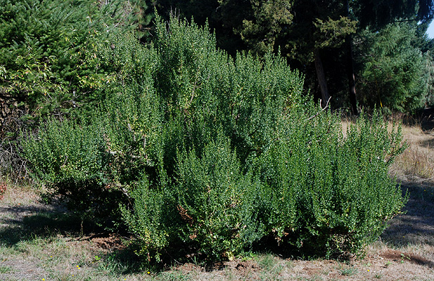 May contain: plant, vegetation, and bush