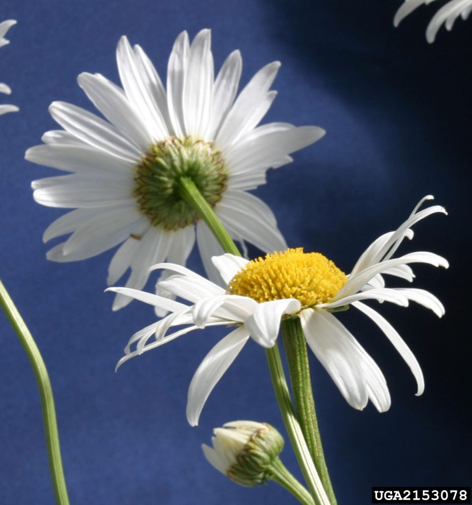May contain: daisy, flower, plant, petal, and anther