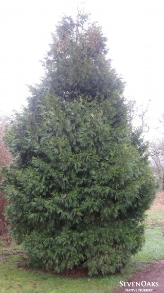 May contain: plant, tree, conifer, and vegetation