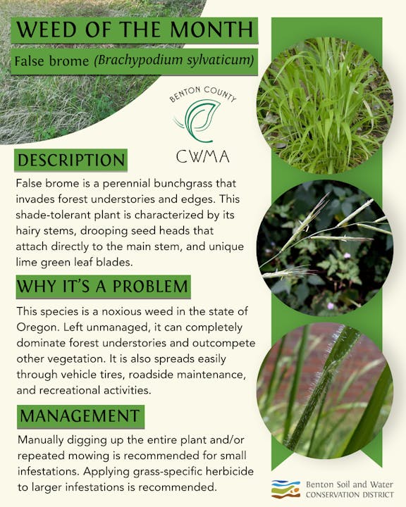 "False brome is a noxious weed in Oregon. It invades forests. Manage by digging/mowing or herbicide. Benton County CWMA info."