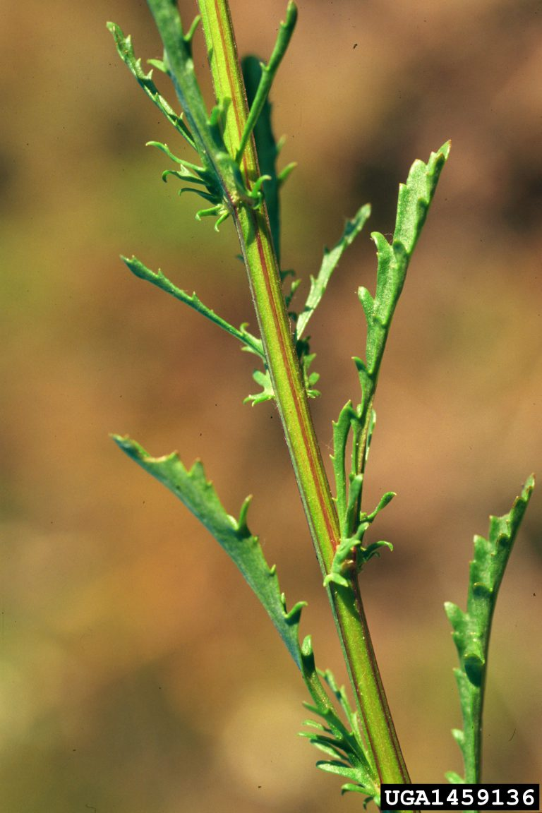 May contain: grass, plant, amaranthaceae, and vegetation