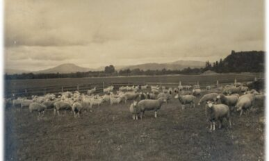 May contain: field, grassland, nature, outdoors, countryside, farm, pasture, rural, animal, flock, livestock, mammal, sheep, and herd