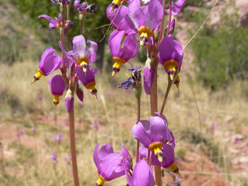 May contain: purple, flower, iris, plant, petal, geranium, and vegetation