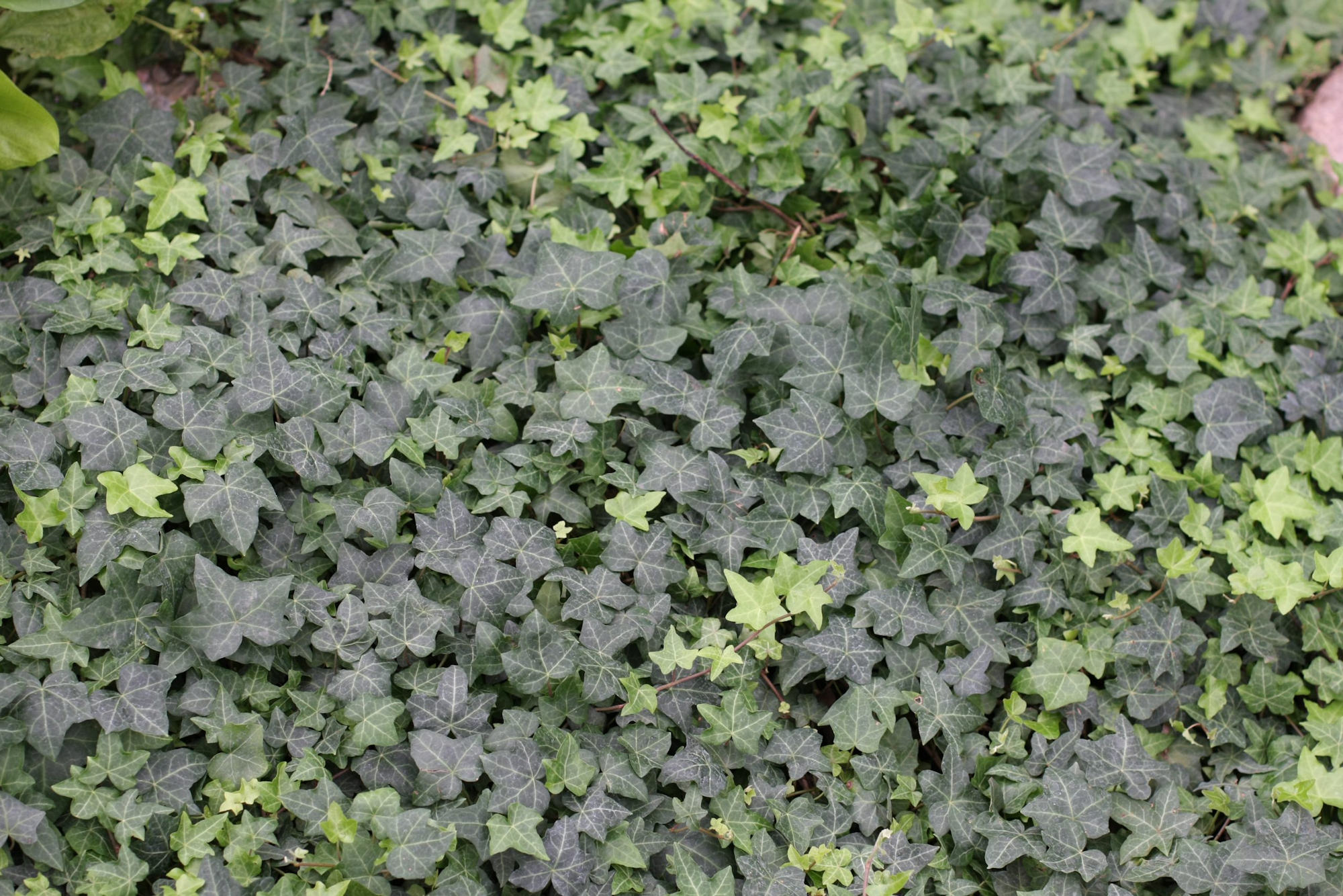 May contain: leaf, plant, ivy, and vegetation