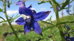May contain: flower, plant, iris, petal, and anemone