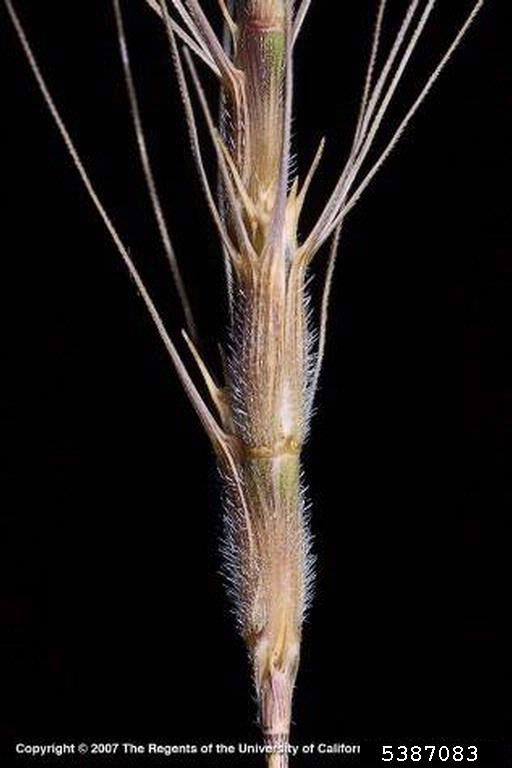May contain: grass, plant, and agropyron