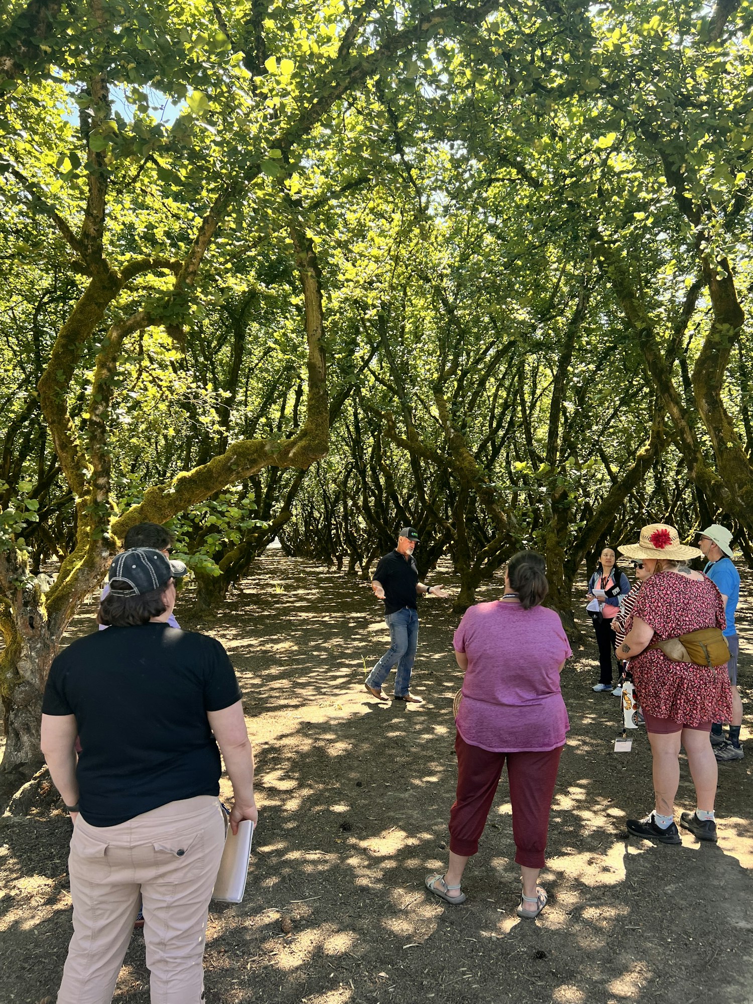 People walking through a sunlit forest with sprawling green branches.