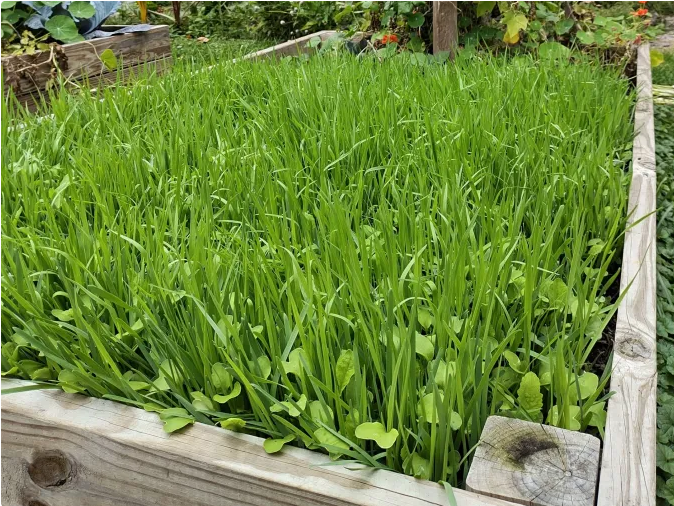 A lush garden bed filled with tall green grass and some leaves, thriving in a vibrant, natural setting.