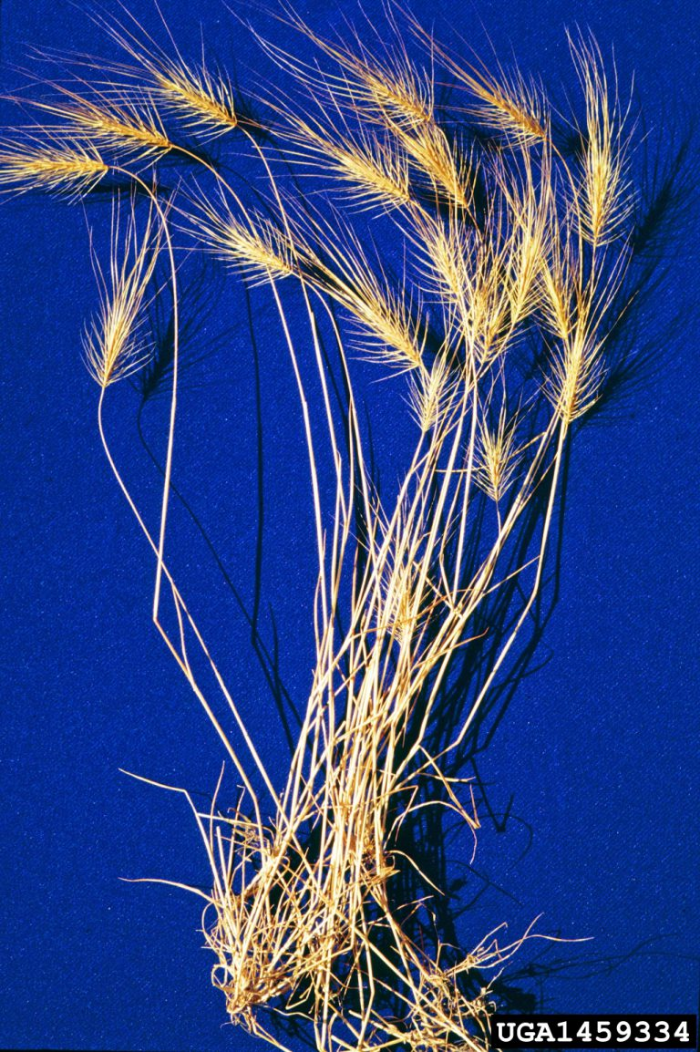 May contain: grass, plant, and agropyron