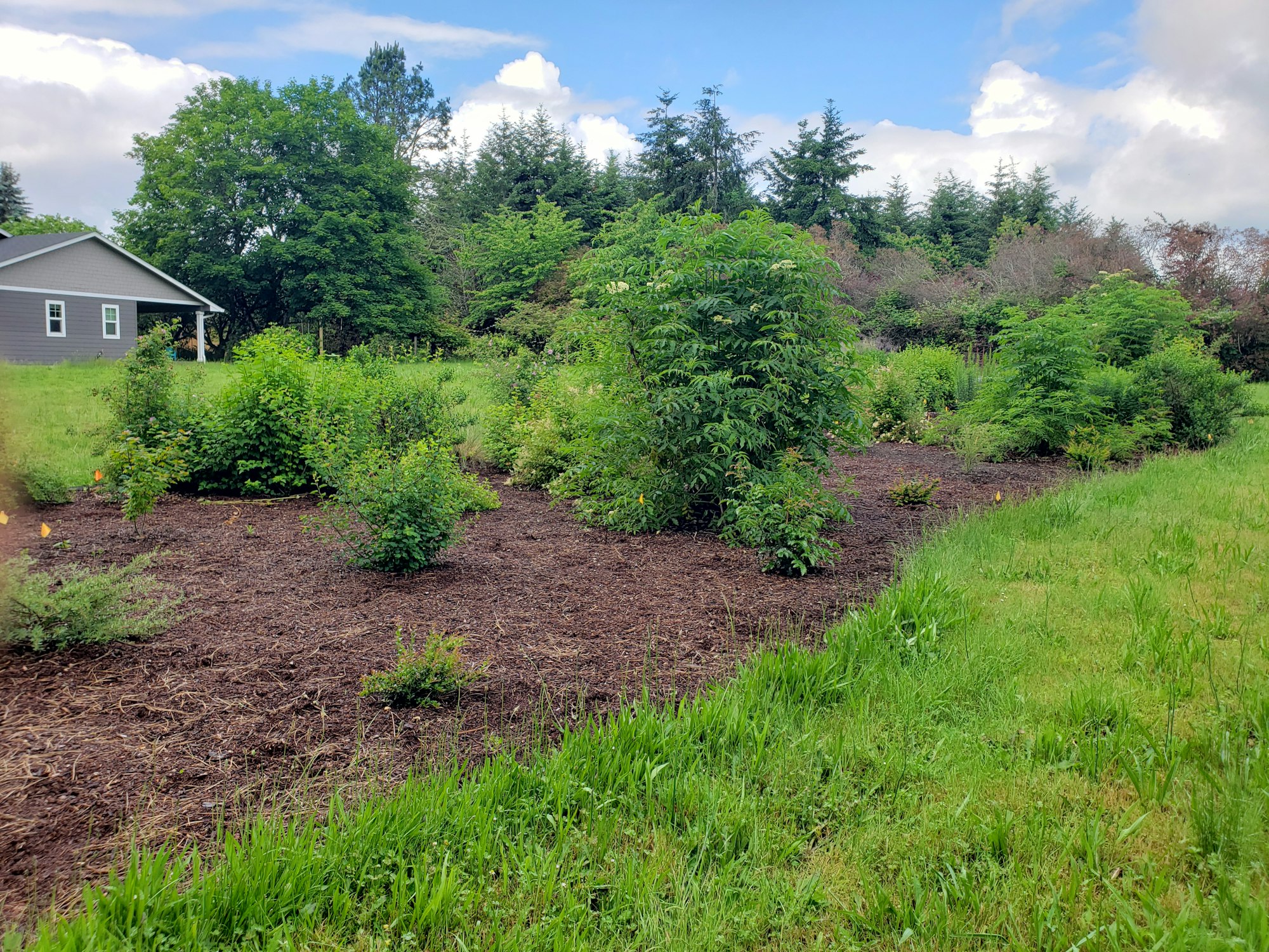 May contain: plant, vegetation, fir, tree, architecture, building, outdoors, shelter, grass, backyard, nature, and yard