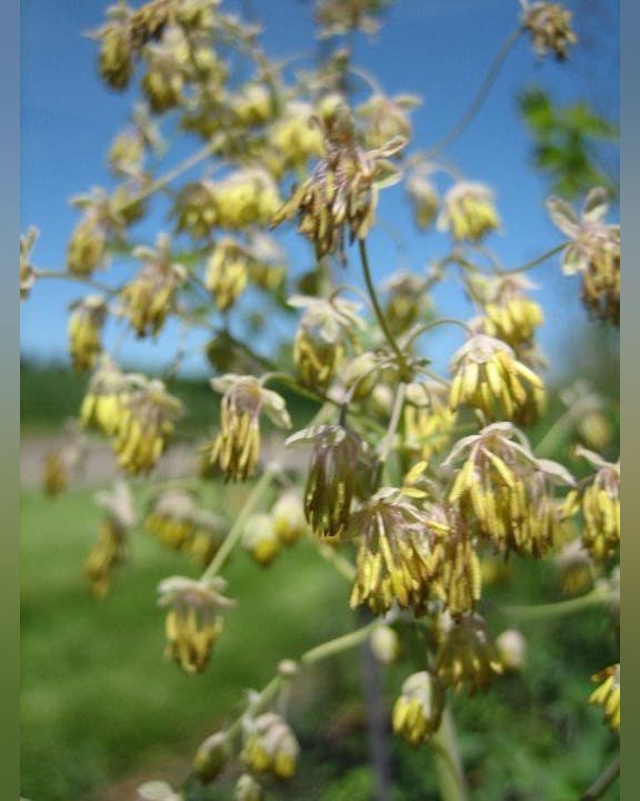 A cluster of yellowish-brown hanging flowers with a blurred blue sky background.