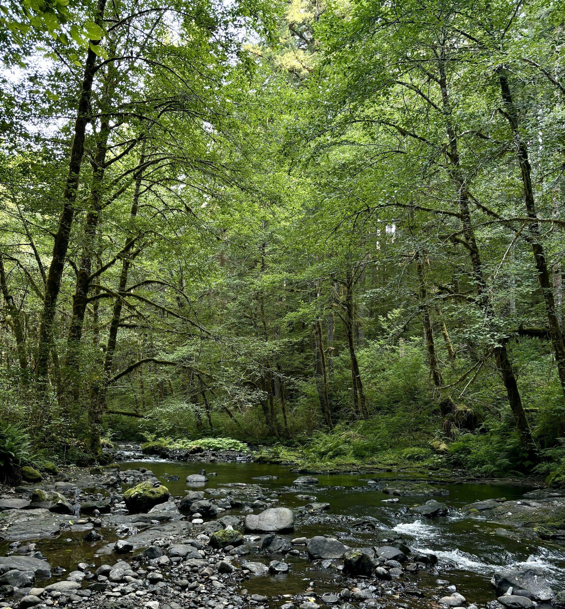 A lush green riparian forest with tall red alder trees and a rocky stream running through it.