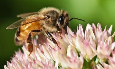 May contain: animal, bee, honey bee, insect, invertebrate, and wasp