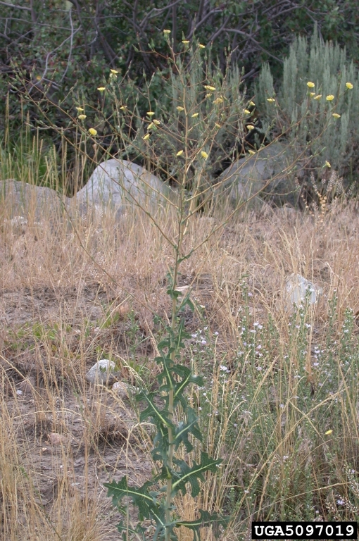 May contain: grass, plant, vegetation, and flower