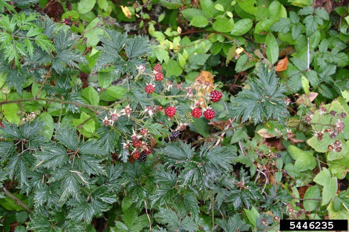 May contain: berry, food, fruit, plant, produce, raspberry, and leaf