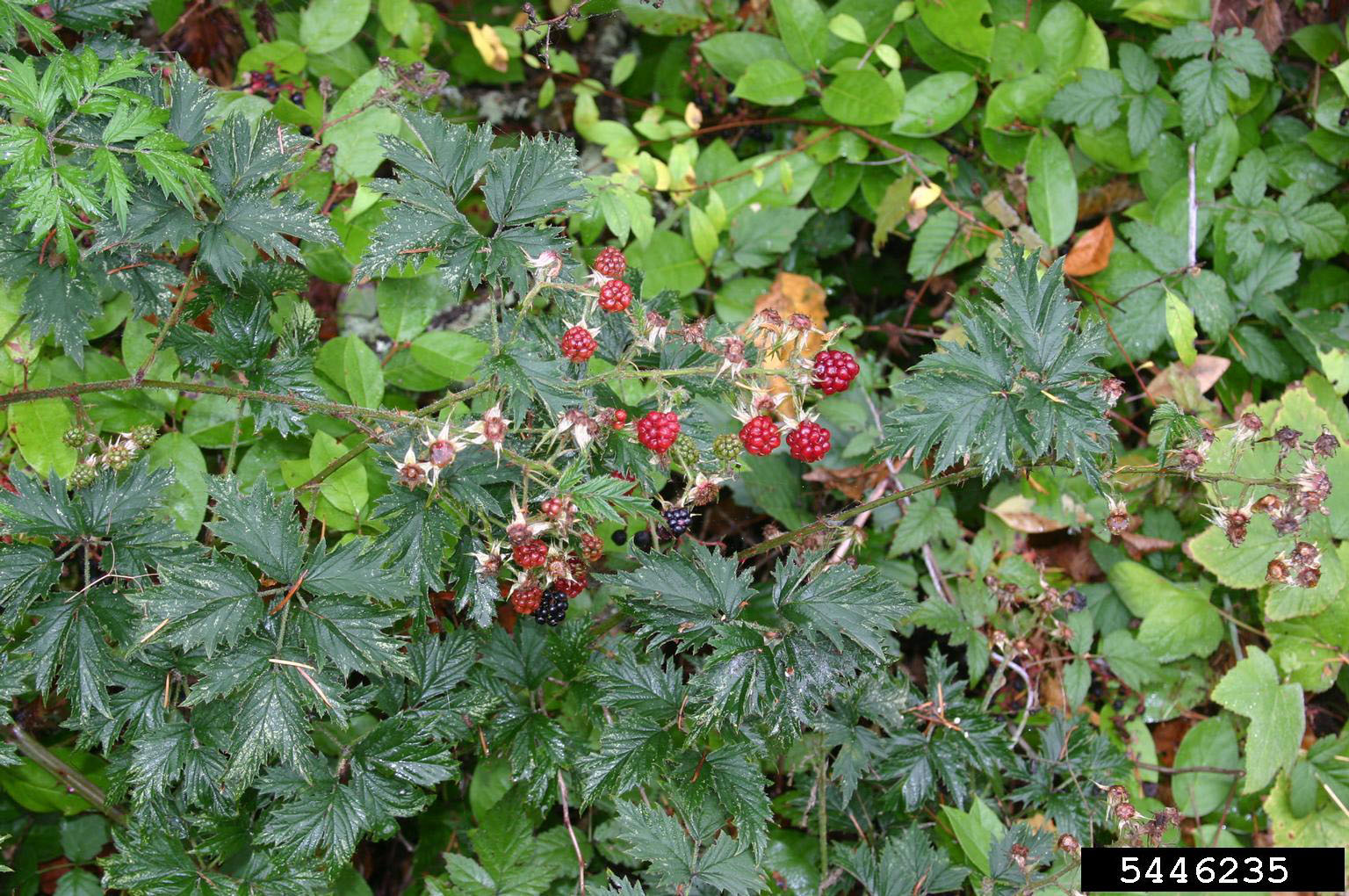 May contain: berry, food, fruit, plant, produce, raspberry, and leaf
