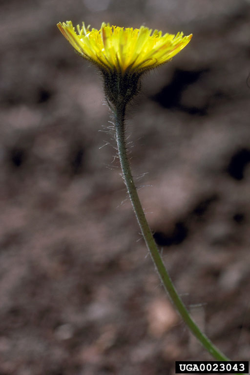 May contain: flower, plant, daisy, bud, and sprout