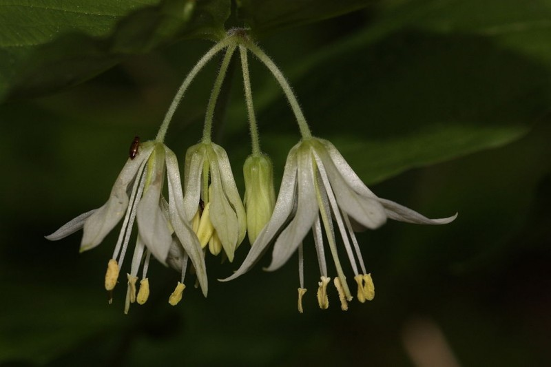 May contain: flower, plant, anther, pollen, leaf, and amaryllidaceae