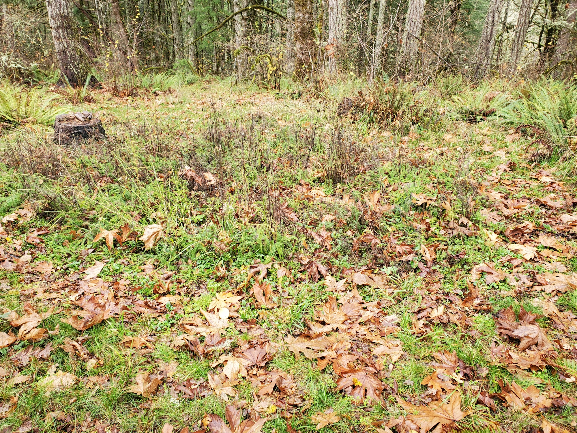 May contain: plant, tree, vegetation, land, nature, outdoors, woodland, ground, wilderness, grove, and grass