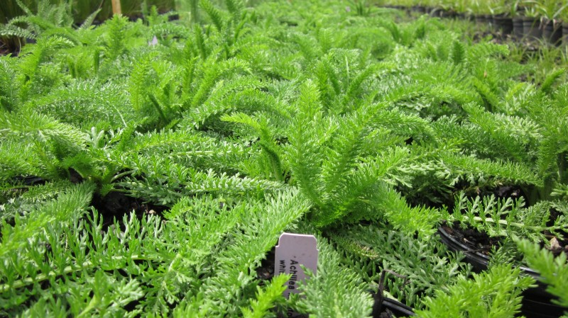 May contain: moss, plant, vegetation, herbal, herbs, and fern