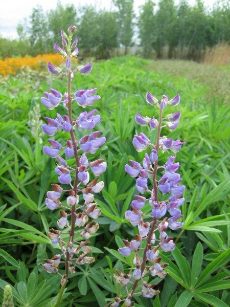 May contain: flower, lupin, plant, petal, purple, and vegetation