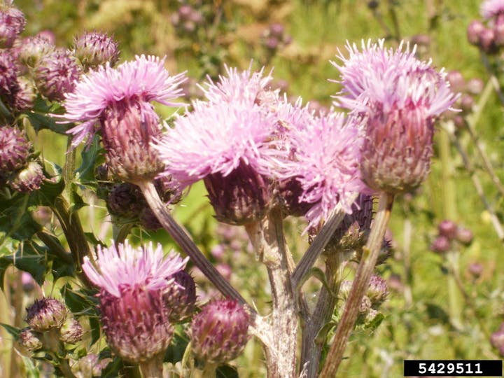 May contain: flower, plant, and thistle