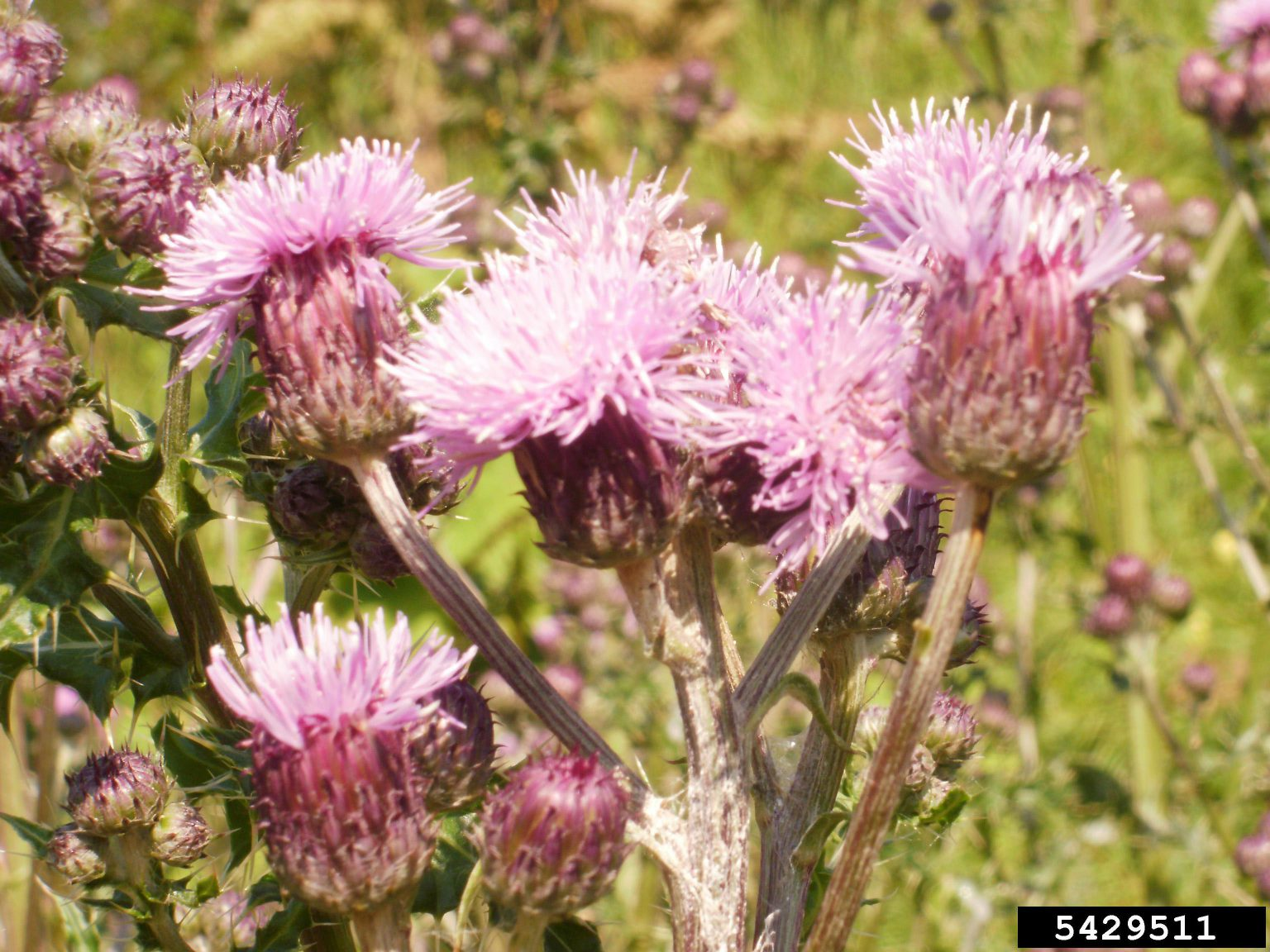 May contain: flower, plant, and thistle