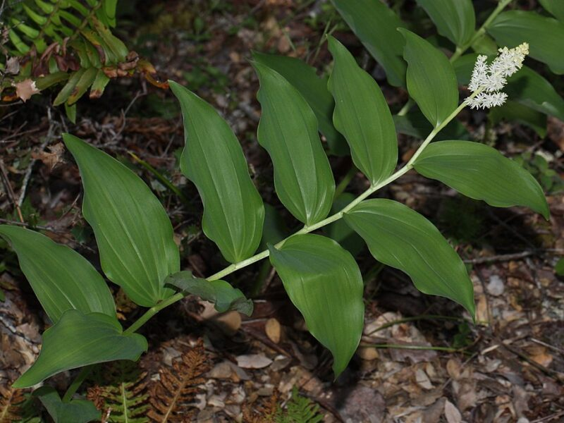 May contain: leaf, plant, flower, and vegetation