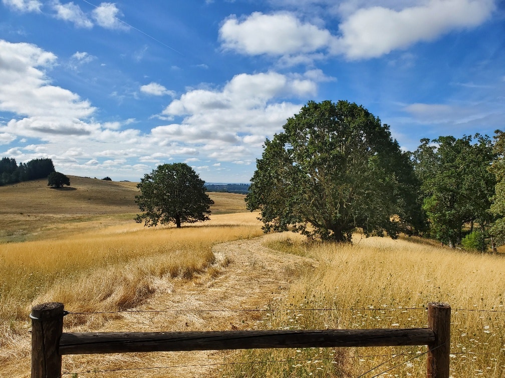 A scenic view of a golden grassy field with a winding path and scattered trees under a blue sky with fluffy clouds.