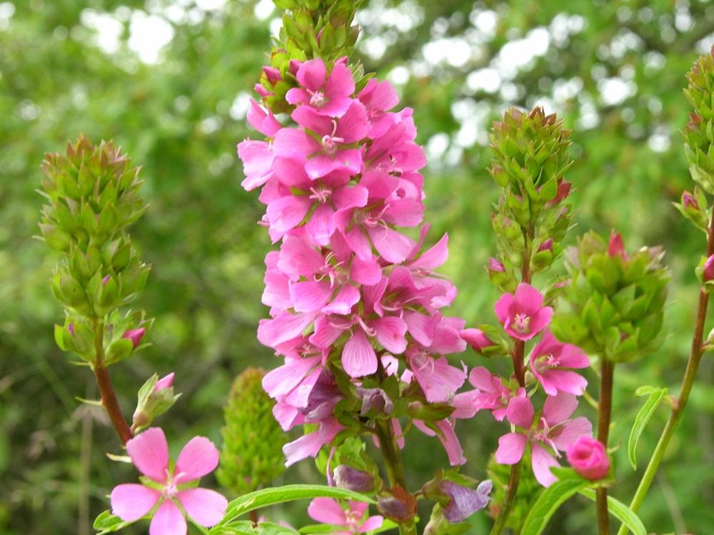 Pink flowers with green leaves in a natural setting.