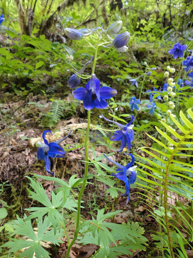 May contain: plant, vegetation, flower, land, nature, outdoors, rainforest, tree, herbal, herbs, grove, woodland, petal, geranium, anemone, and leaf