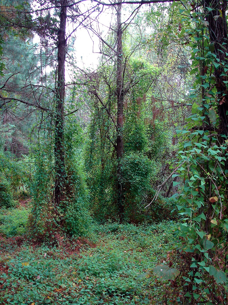 May contain: plant, vegetation, tree, garden, nature, outdoors, land, woodland, jungle, and grove