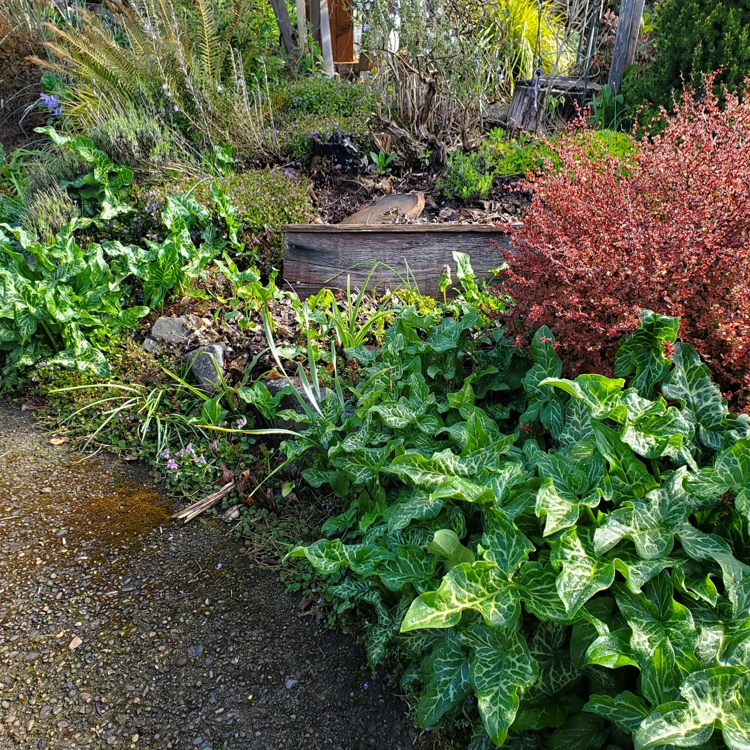 A lush garden with various green plants, red foliage, and a raised wooden planter.