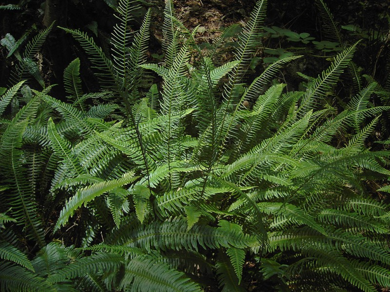 May contain: fern and plant