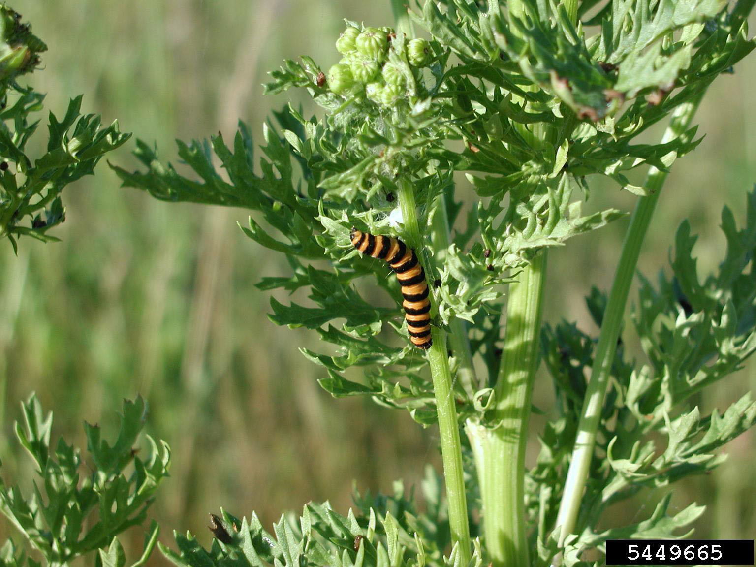 May contain: animal, insect, invertebrate, herbs, plant, bee, and wasp