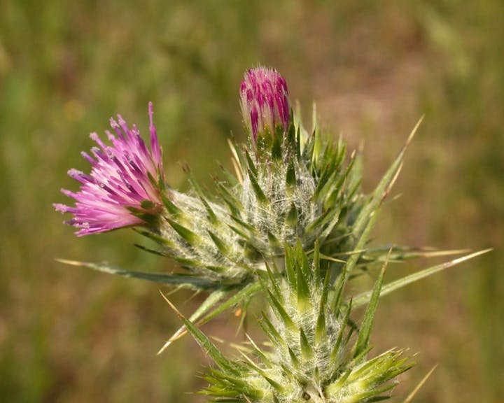 A close-up of a spiky thistle plant with a pink bloom.