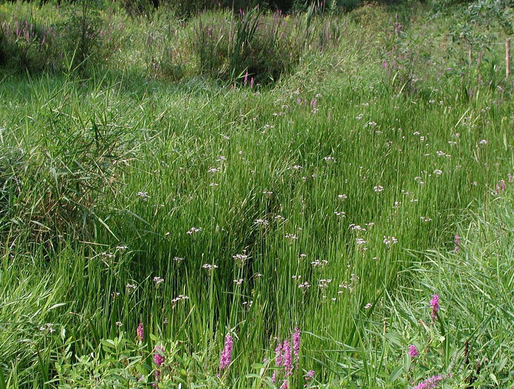 May contain: grass, plant, vegetation, field, grassland, nature, outdoors, countryside, meadow, and rural