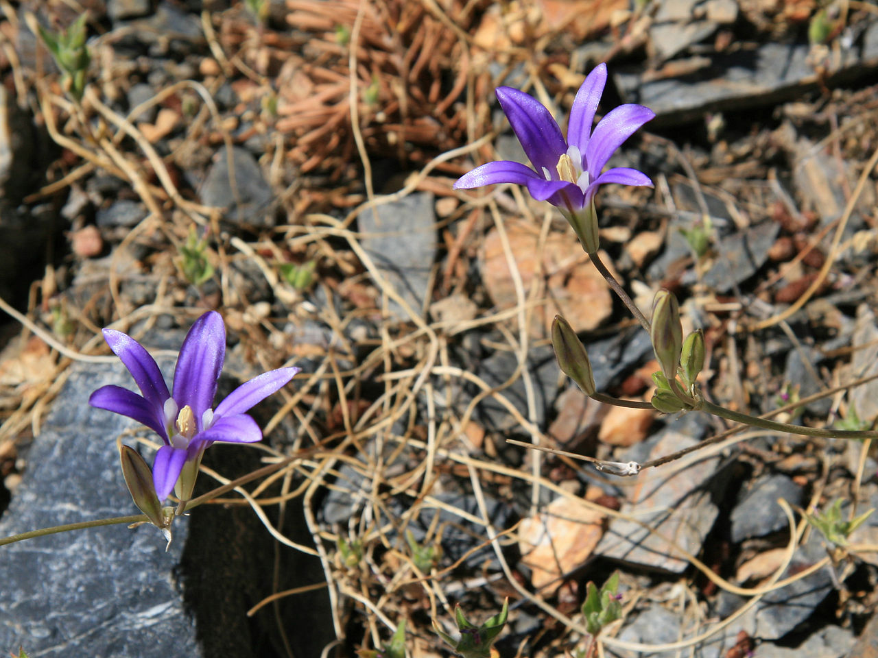 May contain: flower, plant, purple, petal, geranium, and iris