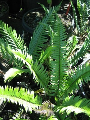 May contain: fern and plant