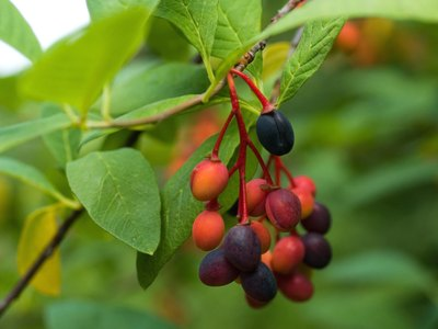 May contain: leaf, plant, food, fruit, produce, berry, and blueberry
