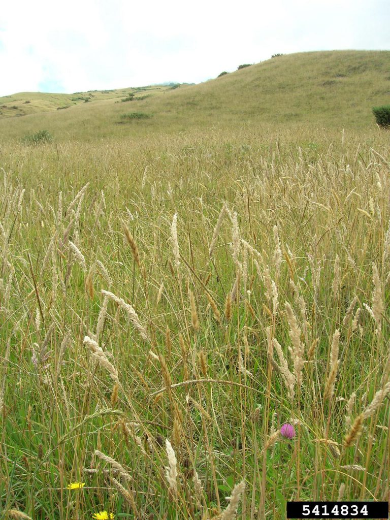 May contain: grass, plant, field, grassland, nature, and outdoors