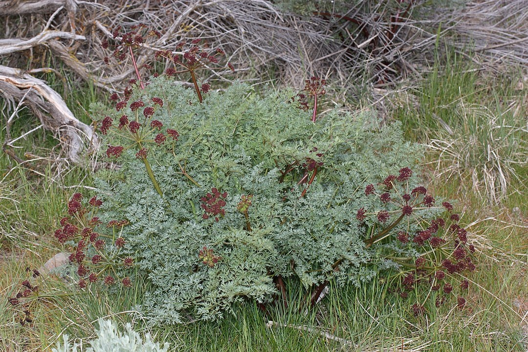 May contain: plant, vegetation, herbal, herbs, grass, and flower