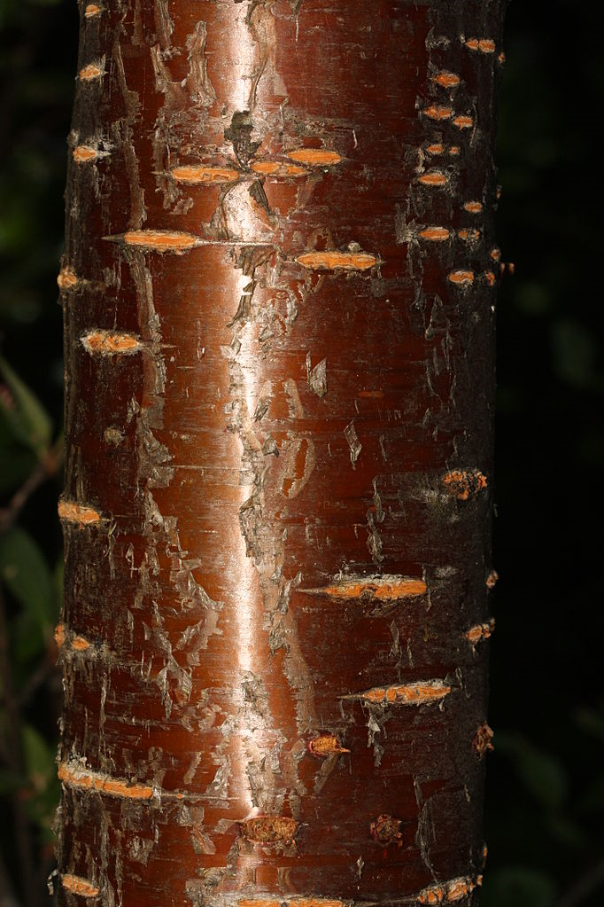 May contain: plant, tree, and tree trunk