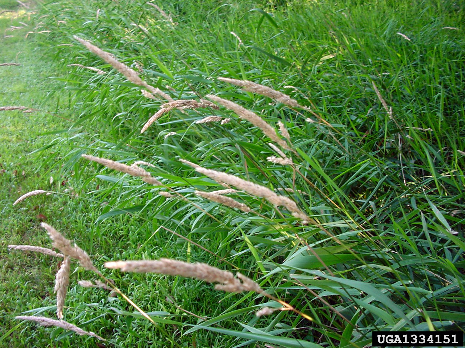 May contain: grass, plant, vegetation, reed, and agropyron